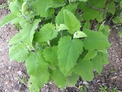 Parthenium tomentosum