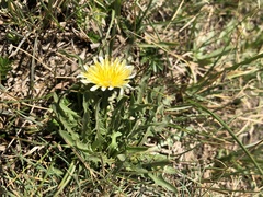 Taraxacum dissectum
