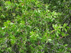 Melaleuca comboynensis