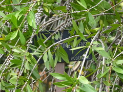 Melaleuca comboynensis