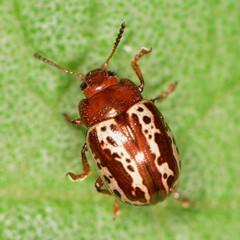 Zygogramma arizonica