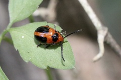 Oides dorsosignata