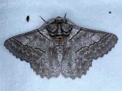 Hypobapta tachyhalotaria