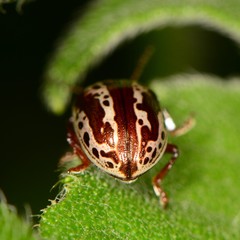 Zygogramma arizonica