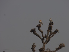 Neophron percnopterus