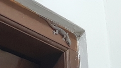 Gekko gecko