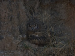 Bubo bengalensis