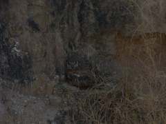 Bubo bengalensis