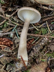 Ampulloclitocybe avellaneialba