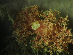 Dendronotus
