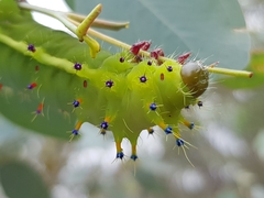 Opodiphthera eucalypti