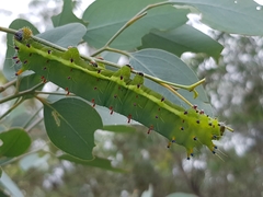 Opodiphthera eucalypti