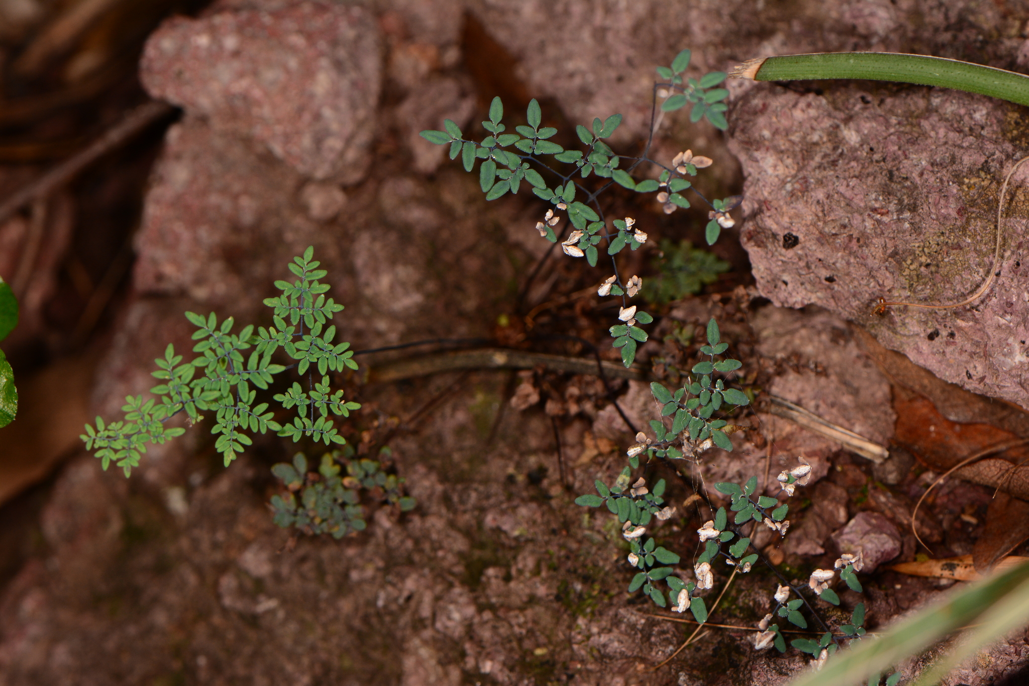 Argyrochosma limitanea ssp. limitanea