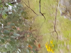 Opodiphthera eucalypti