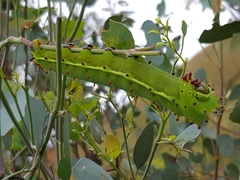 Opodiphthera eucalypti