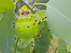Opodiphthera eucalypti