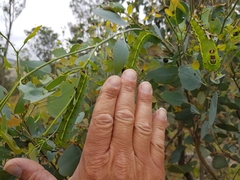 Opodiphthera eucalypti