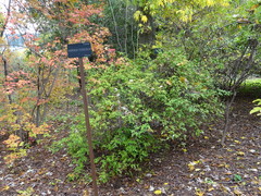 Chrysojasminum humile