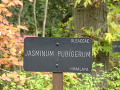 Chrysojasminum humile