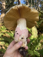 Russula olivacea