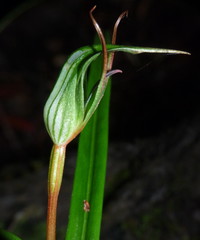 Pterostylis irwinii