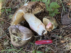 Russula olivacea