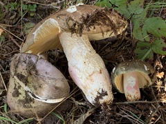 Russula olivacea