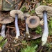 Entoloma trachyosporum - Photo (c) Damon Tighe, some rights reserved (CC BY-NC), uploaded by Damon Tighe