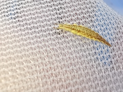 Chrysoperla lucasina