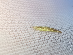 Chrysoperla lucasina