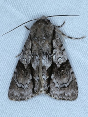 Turnerinycta phaeocosma