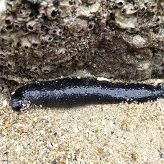 Holothuria leucospilota