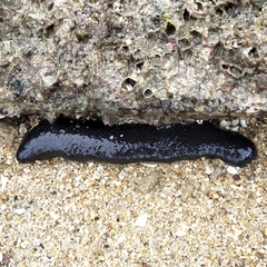 Holothuria leucospilota