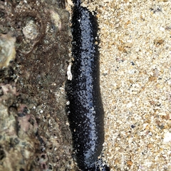 Holothuria leucospilota