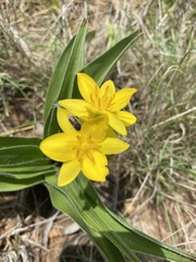 Hypoxis hemerocallidea