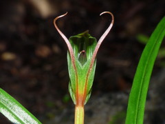 Pterostylis irwinii
