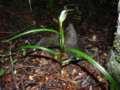Pterostylis irwinii