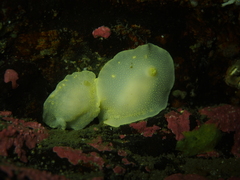 Cadlina laevis