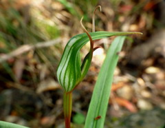 Pterostylis irwinii