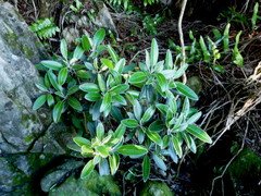 Brachyglottis laxifolia