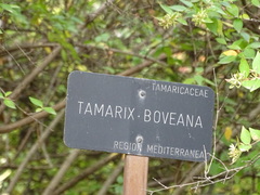Tamarix boveana