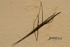 Bactrododema tiaratum