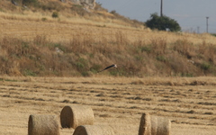 Buteo rufinus