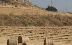 Buteo rufinus