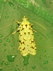 Izatha peroneanella