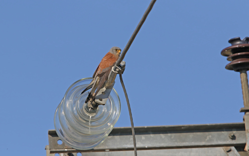 Cernícalo primilla (Falco naumanni)
