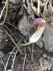 Arisarum