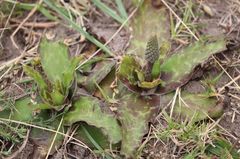 Ledebouria ensifolia
