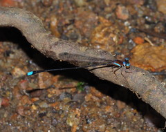 Ceylonosticta brincki