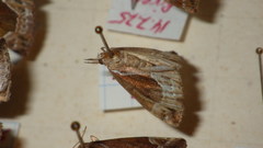 Hypena crassalis